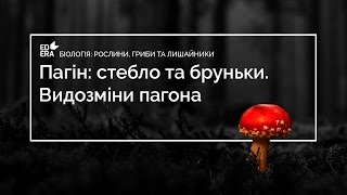 Реферат: Будова рослини Корінь пагін стебло