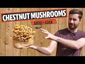 Chestnut Mushrooms Grow and Cook! (Pholiota adiposa)