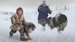 These Are 10 Ultimate Cold Weather Dog Breeds screenshot 2