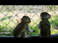 Orphans Dobby & Karla meet foster moms, New arrival #babymonkey Ellie Season 3 - Episode 6