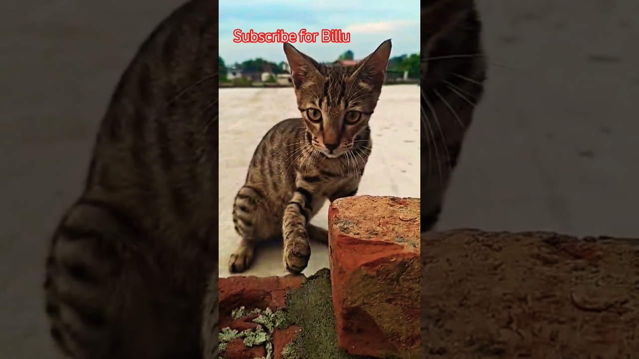 Billu gussa hai | Subscribe me 😍| Cute Katty | Animal lover #catlovers #catshorts #shorts #viralcats