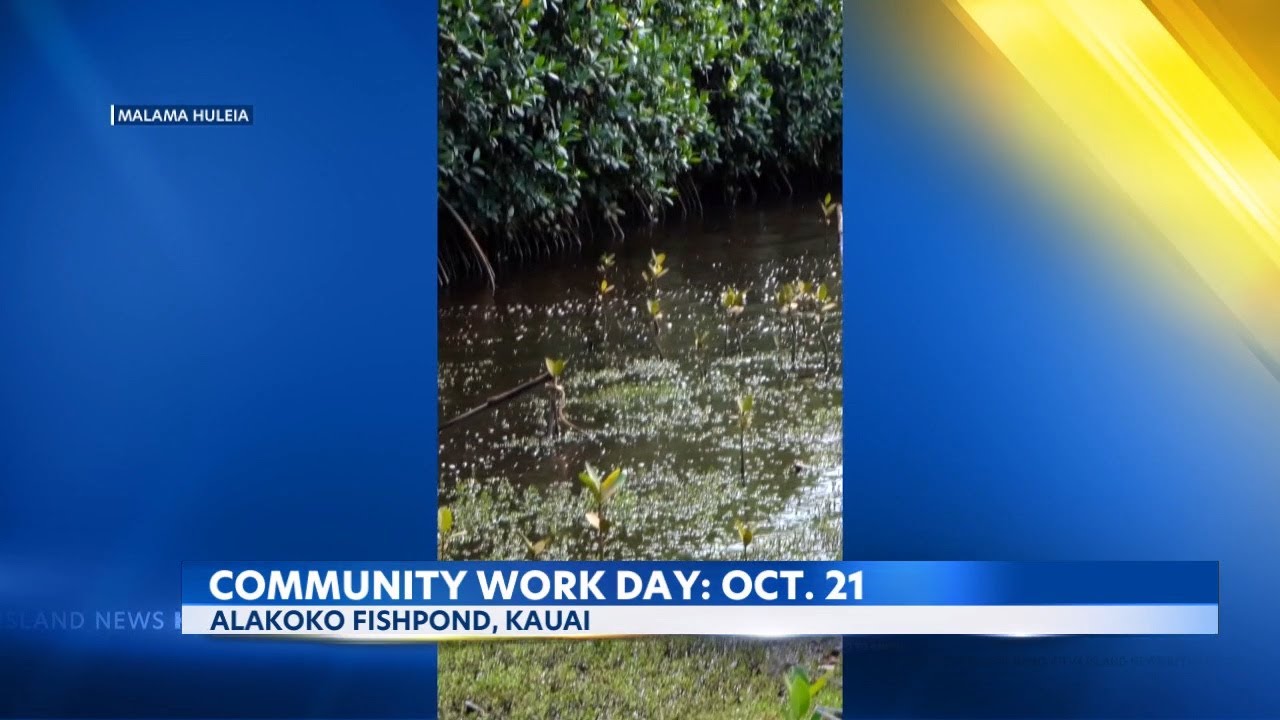 WATCH: Thousands of volunteers help restore 600-year-old Alakoko fishpond  outside Līhu'e : Kauai Now