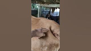 Characteristics of Cows About to Give Birth || What you need to know before starting to raise cattle