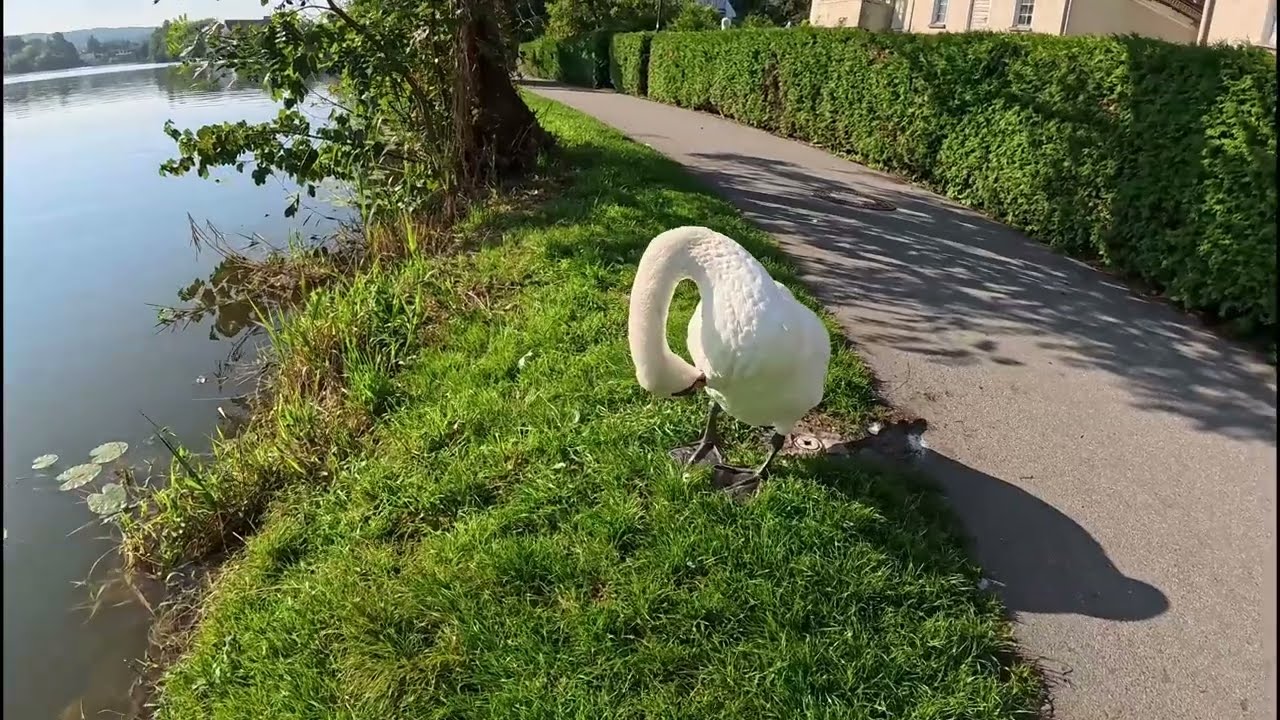 Bad Waldsee erkunden – Zwei Seen und eine historische Altstadt