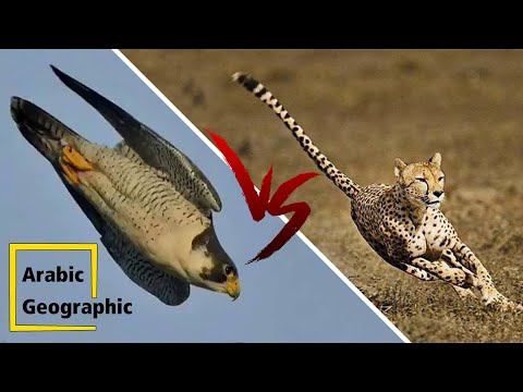 فيديو: كم من الوقت تعيش الفهود؟