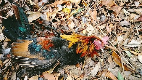 tus qaib qus no lub ib txawj 2 li /5/3/2023/