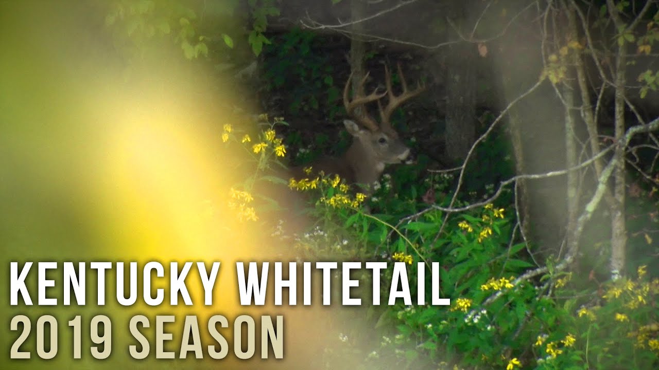 Kentucky Archery for A Whitetail Buck in Velvet YouTube