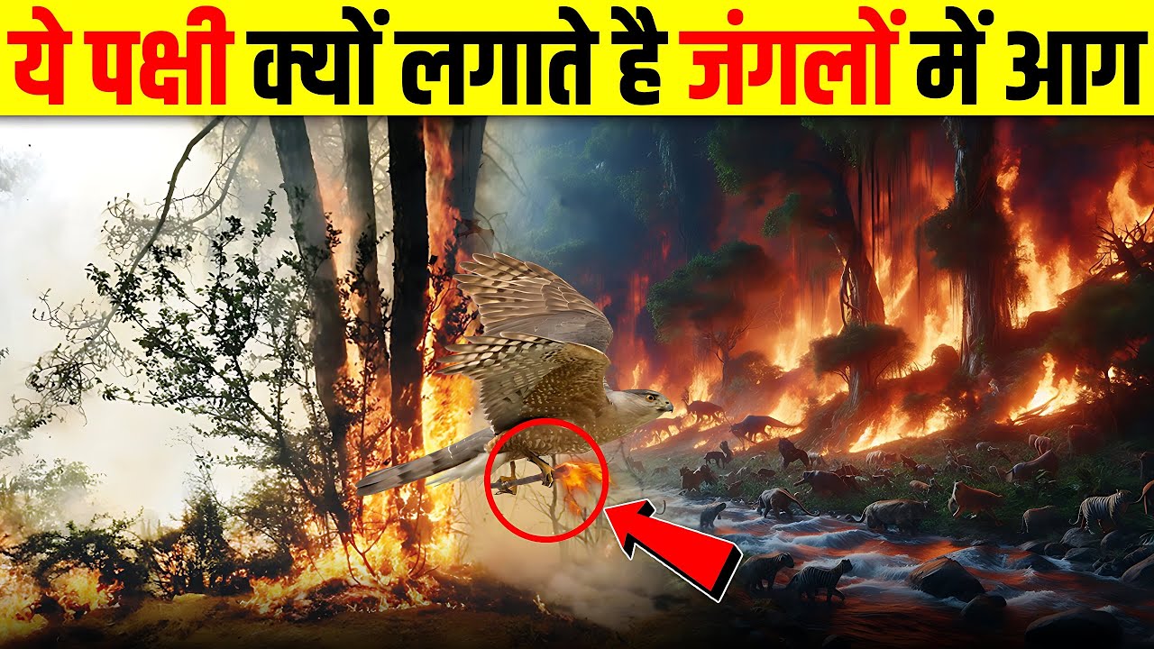 कौन है ये पक्षी जो जंगल में आग लगाने का काम करता है - These Birds Set Fire In The Jungle