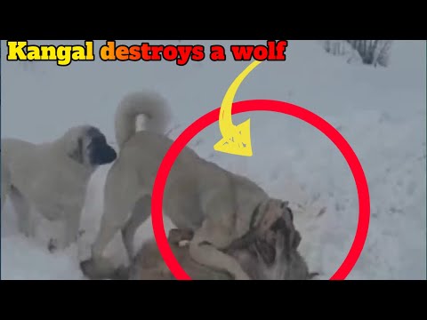 Video: Kan een kangal een wolf doden?