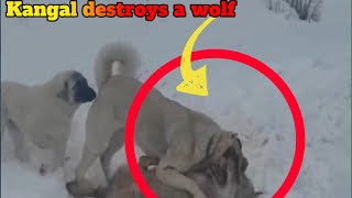 Kangal destroys a wolf !!!