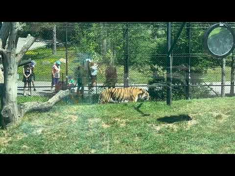 Tiger roaming in Toronto Zoo