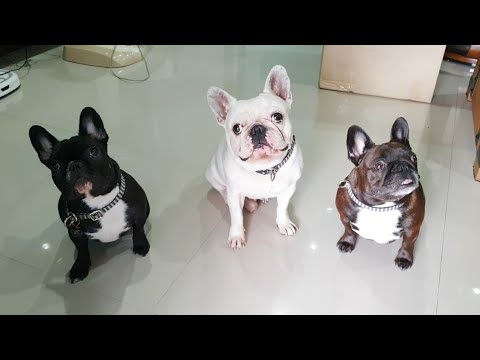 ฝึกน้องหมาให้มีระเบียบ ไม่ใช่เรื่องยากแค่อดทนฝึกทุกวัน |ปิแอร์ เฌอแตม เมอแร็งก์