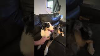 Zoe pre puppy labor!