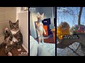 Cute and Funny Cats Tik Tok Compilation January 2020