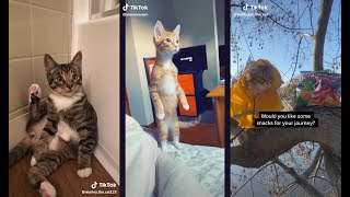 Cute and Funny Cats Tik Tok Compilation January 2020