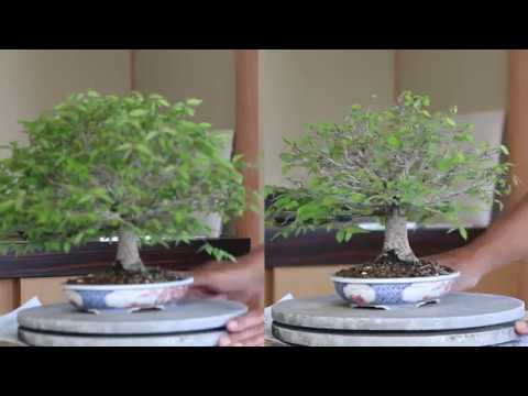 Bonsai 盆栽 欅 締め込み 小品 Youtube