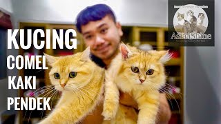 MELAWAT SYURGA KUCING SCOTTISH FOLD, MUNCHKIN & BRITISH SHORTHAIR PASTI MEMBUAT ANDA JATUH CINTA
