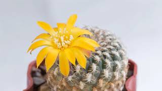 Sulcorebutia Arenacea Flowering