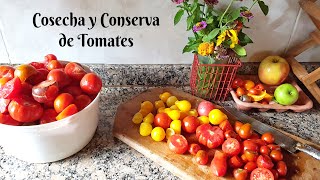 Cosecha y conserva tomates