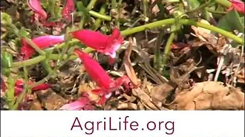 Penstemons for Texas.mp4