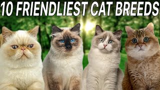 Top 10 Friendliest Cat Breeds | Top 10 Wizard