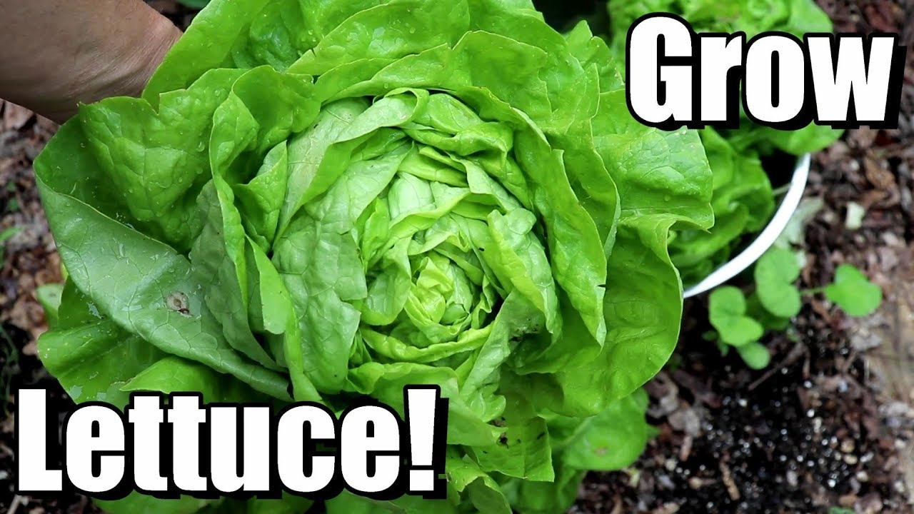 How to Grow Lettuce from Seed to Harvest 