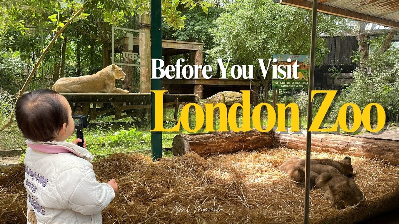 Before You Visit London Zoo Family Day Out In London You Won t Forget before-you-visit-london-zoo-family-day-out-in-london-you-won-t-forget