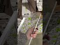 5” and 6” LeafBlaster Pro Gutter Guards In Stock at GutterAll