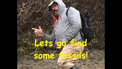 NSR Fossils and more Fossil 3