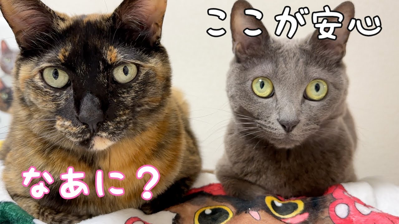 ハムとモモが並ぶと平和すぎて可愛すぎます…！