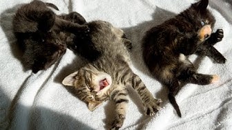 kitten academy youtube