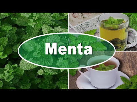 Video: Usi della menta allo zenzero - Impara come coltivare erbe aromatiche alla menta