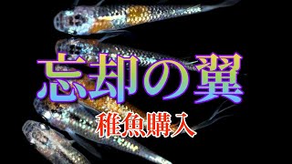 【メダカ稚魚購入】忘却の翼