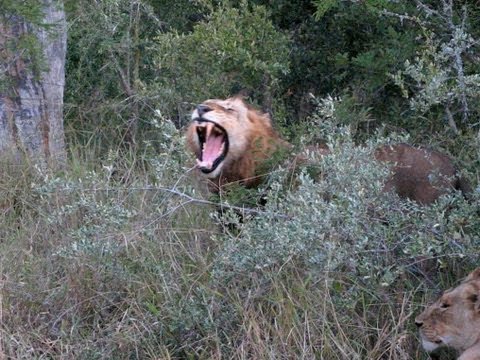 The Big Five