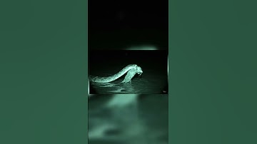 the cat baby was saved by the snake😰.#shorts #viral #snakes #cats #cute #emotional #love #new #ai