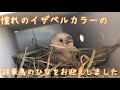 手のひらにひよこみたいな小鳥！ イザベルカラーの錦華鳥をお迎えしました！ 一人餌になるまでの記録 zebra finch