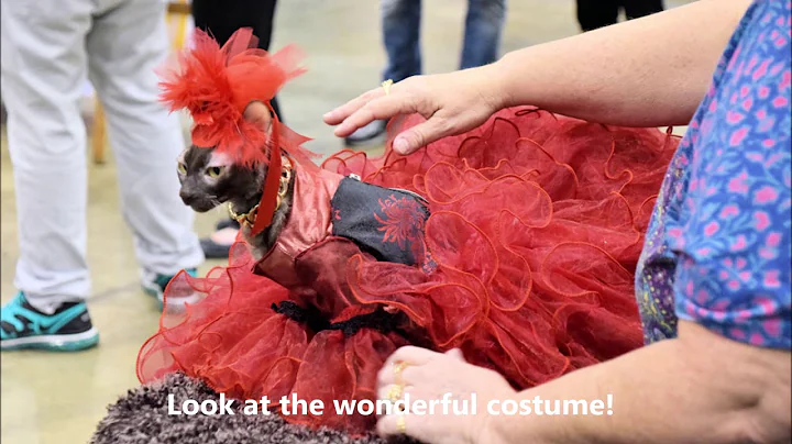 Watch the video about International Cat Show