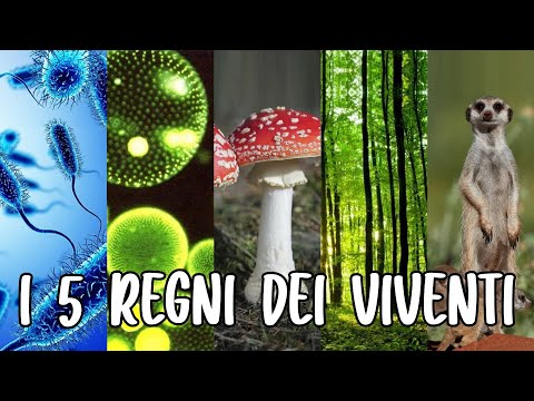 Video: Quali sono le differenze tra i 5 regni?