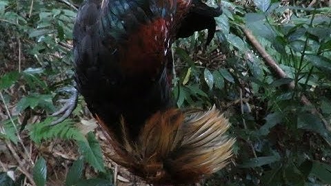 yos hav zoov tua tau qaib qu zoo siab heev ...2019