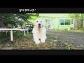 #놀다가개 240712 #속초애견호텔 #대형견호텔 #장기호텔링