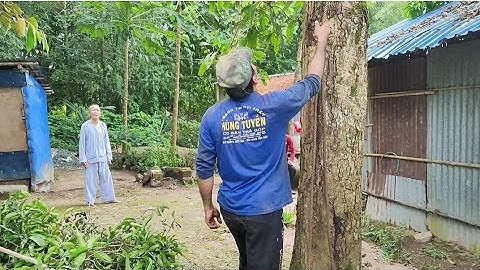 Cưa cây xoài cát hoài lộc nghiên vào nhà .Cưa cây kỹ thuật cao