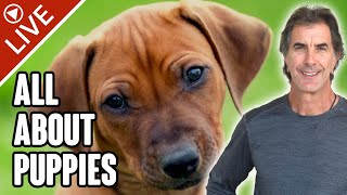 Everything You Need to Know About Puppies