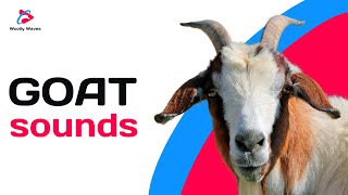 Goat sounds | In the world of goats | As the goat says |