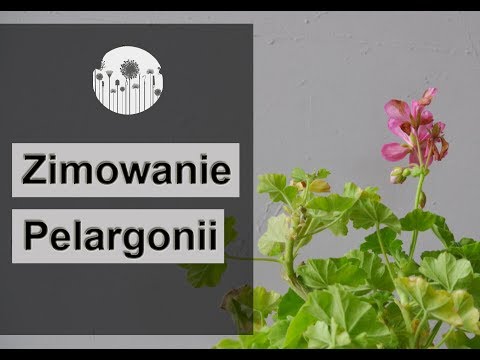 Zimowanie i przechowywanie pelargonii. Jak przezimować pelargonię ?