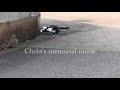 Chobi's memorial movie｜外暮らしから家猫へ｜短く動画まとめました