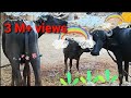 BUFFALOES | Buffalo Videos Specially Made for Children | Village Buffaloes