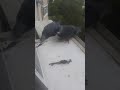 Ручные голуби мои Наташа и Сережа питание каждый день