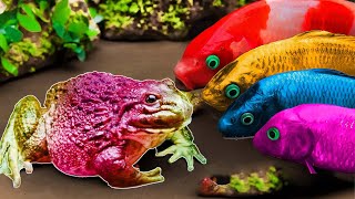 FUN VIDEOS💕RAINBOW CARP VS COLORFUL FROG - Stop Motion Cooking - Coco