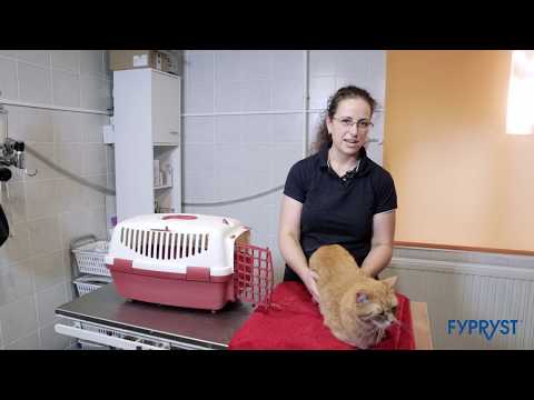 Videó: Hogyan lehet megállítani a macskák illatosítását?