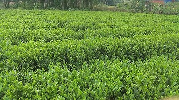 Chè Tân Cương Thái Nguyên    HTX Trà Xanh Thái Nguyên 23